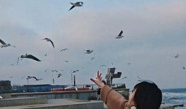 天津海鸥爆料事件视频,视频揭露惊人内幕